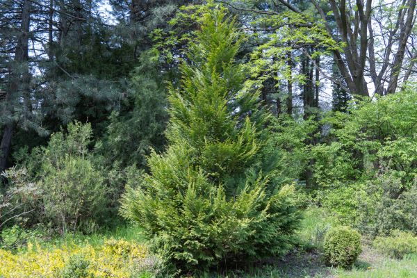 Juniper Pruning in Santa Rosa