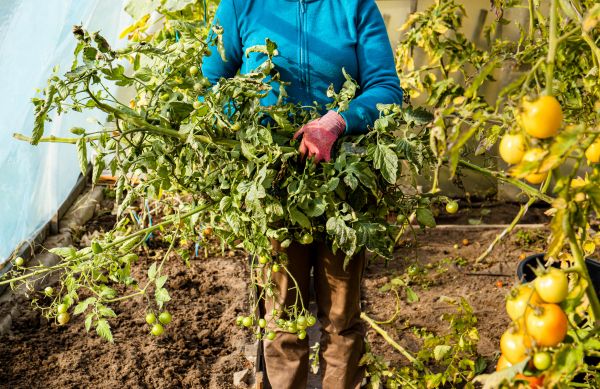 Garden Plant Removal in Santa Rosa