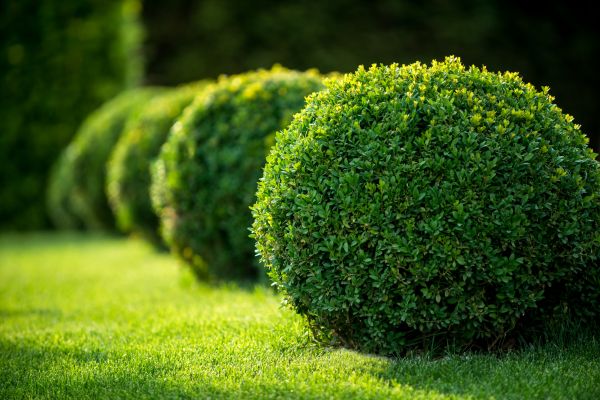 Cost of Bush Pruning in Santa Rosa