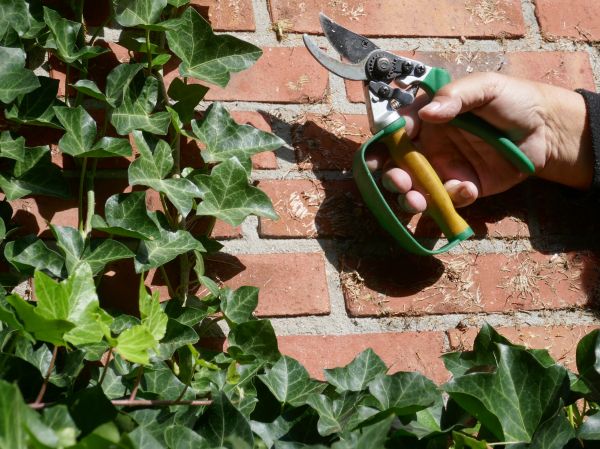 Ivy Removal Service in Santa Rosa