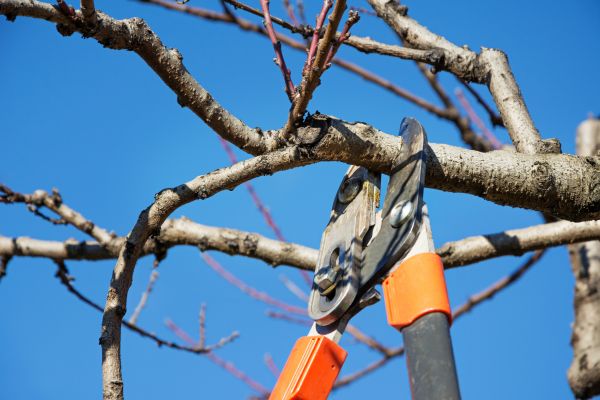 Selective Pruning in Santa Rosa