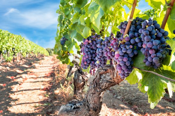 Cost of Grapevine Pruning in Santa Rosa