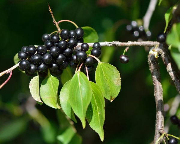Buckthorn Removal in Santa Rosa