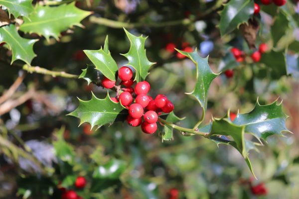 Holly Tree Trimming