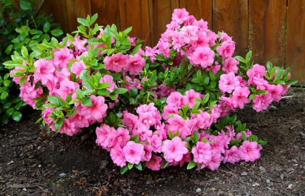 Azaleas Removal in Santa Rosa