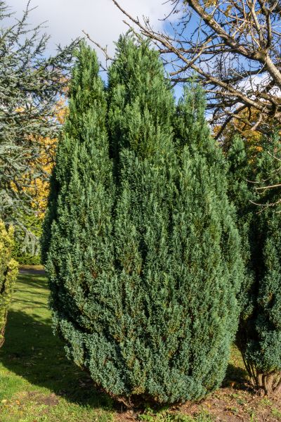 Juniper Trimming in Santa Rosa