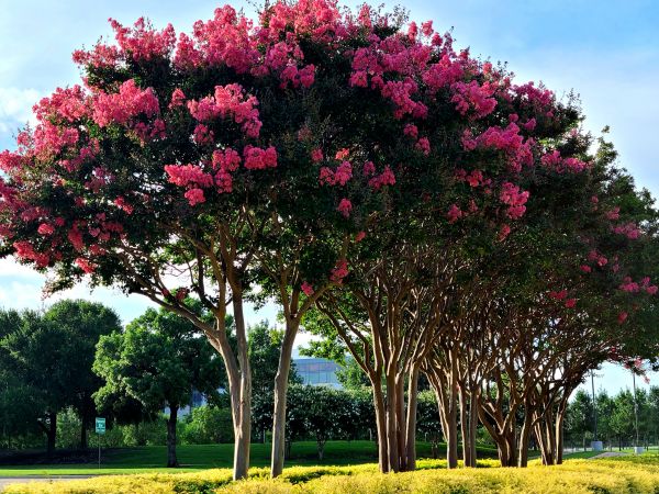 Cost of Crepe Myrtle Pruning in Santa Rosa