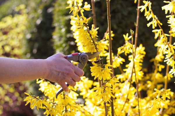 Forsythia Pruning in Santa Rosa