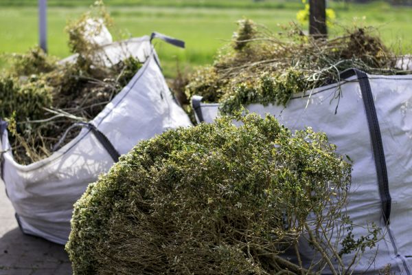 Cost of Shrubs Removal in Santa Rosa