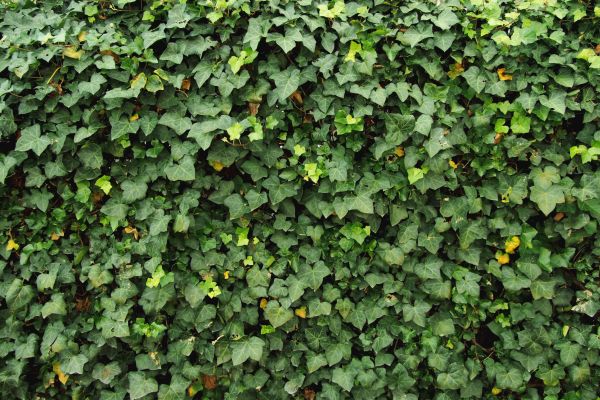Ivy Pruning service in Santa Rosa
