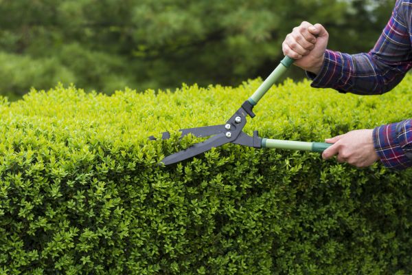 Evergreen Shrub Pruning in Santa Rosa