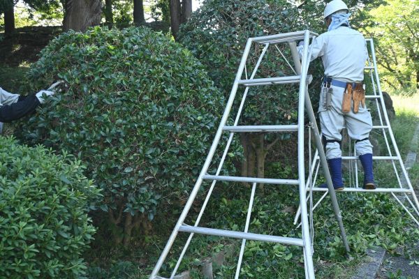 Holly Shaping in Santa Rosa