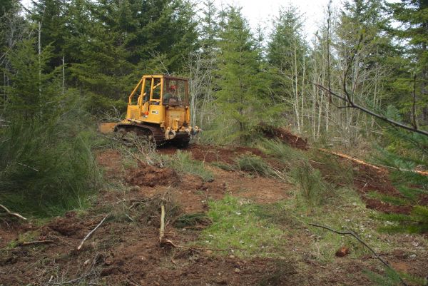 Shrubbery Clearing in Santa Rosa