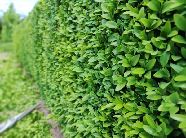 Cost of Boxwood Pruning in Santa Rosa