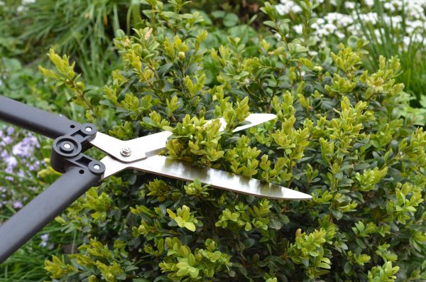 Cost of Boxwood Trimming in Santa Rosa