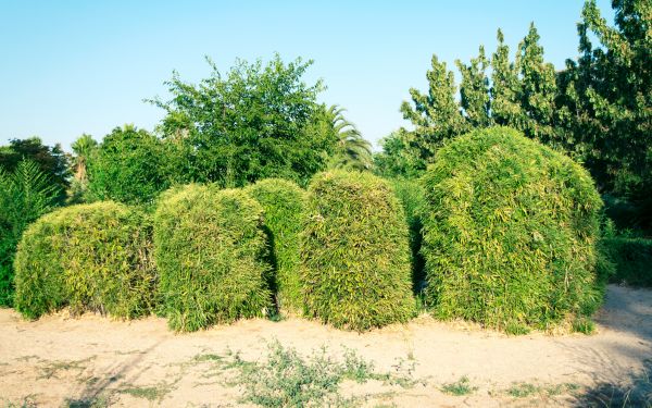 Bamboo Hedge Removal in Santa Rosa