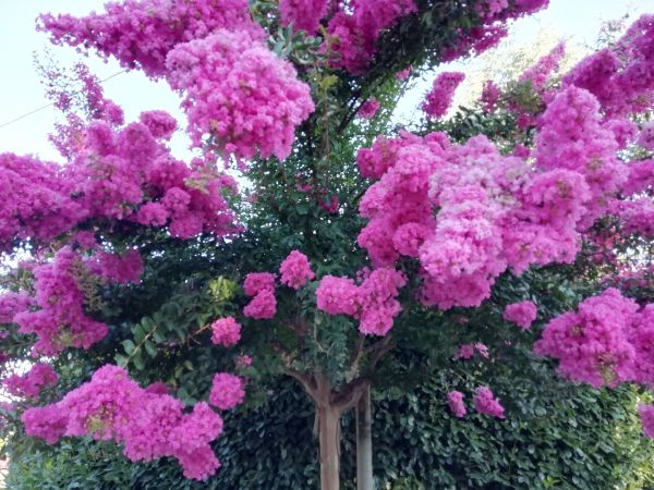 Crape Myrtle Pruning in Santa Rosa