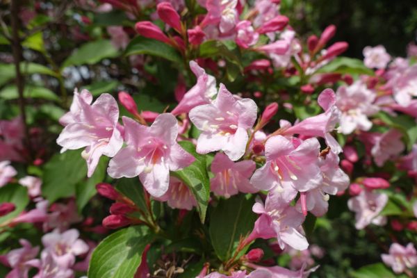Weigela Pruning Service in Santa Rosa