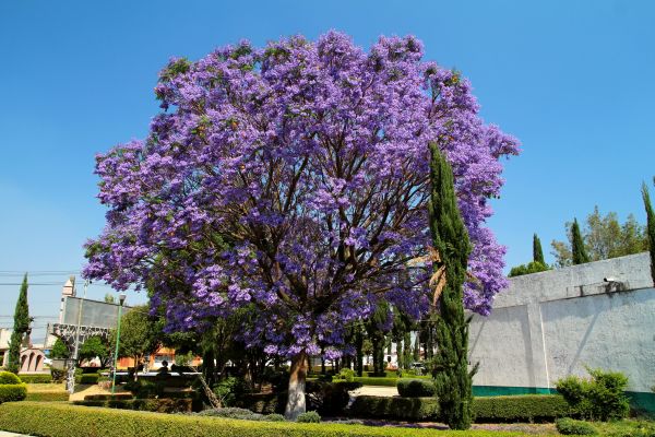 Jacaranda Pruning in Santa Rosa