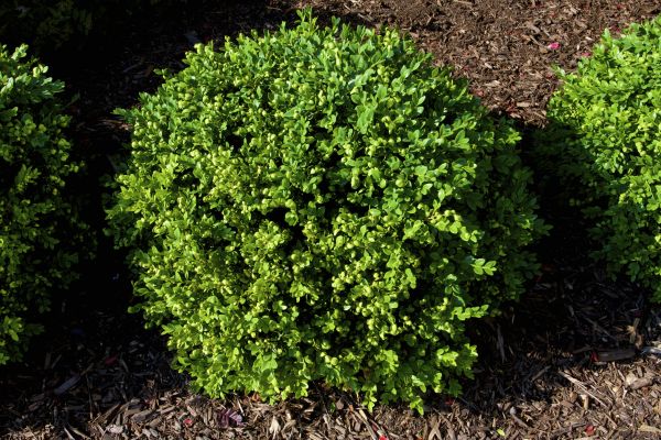 Boxwood Removal in Santa Rosa